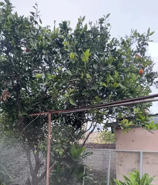 Patio con el naranjo antes del proyecto